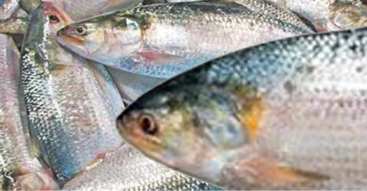 আনন্দে ঝলমল করছে পশ্চিমবঙ্গ  দুর্গাপূজার আগেই ভারতে যাচ্ছে বাংলাদেশের ইলিশ