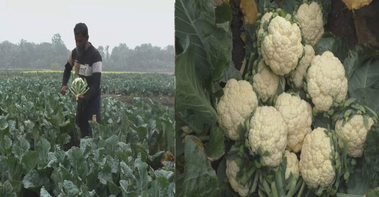 নড়াইলে ফুলকপির বাম্পার ফলনে কৃষকদের মুখে হাসি