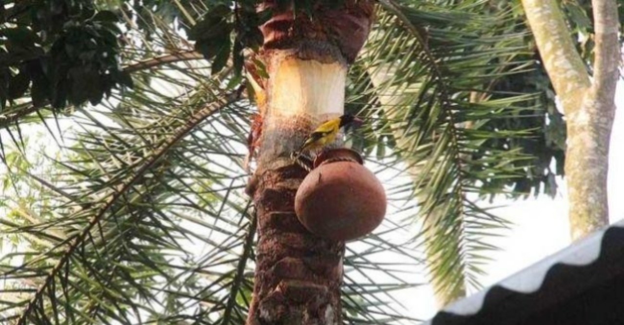 নওগাঁয় নিপাহ ভাইরাসে এক নারীর মৃত্যু