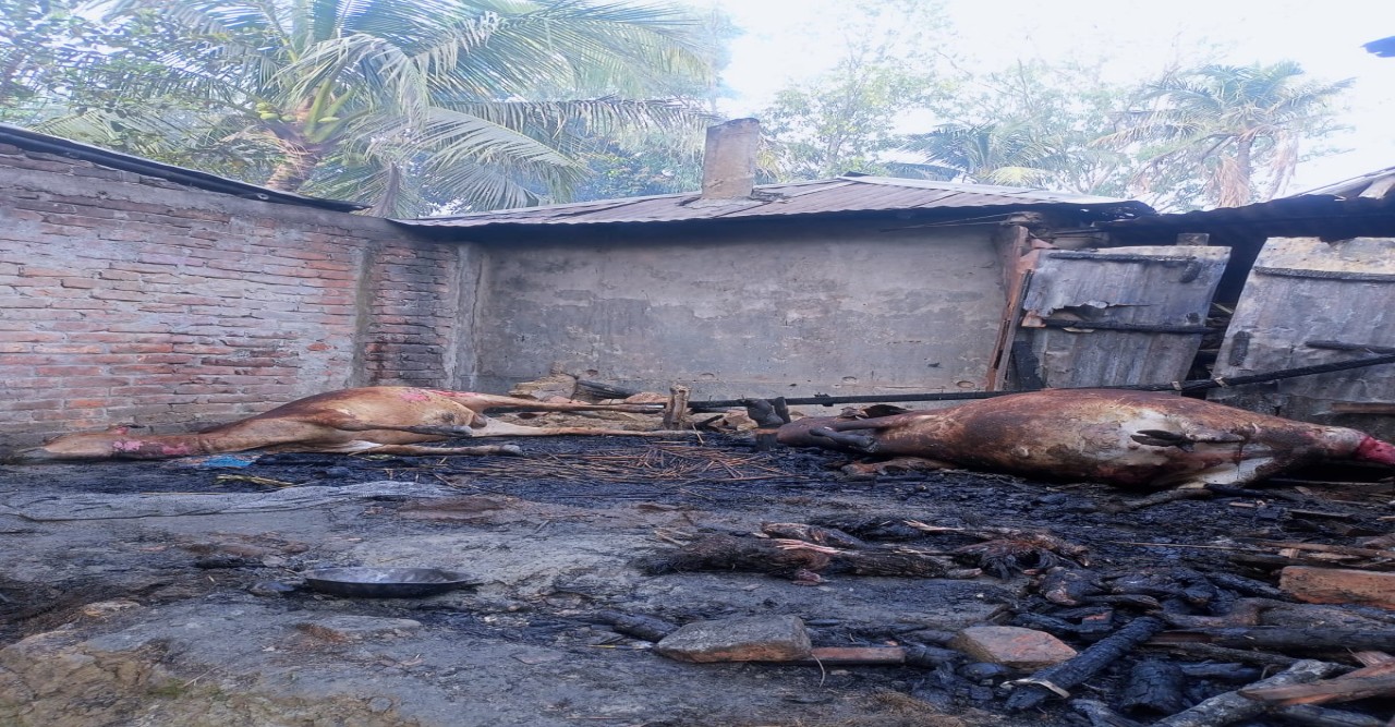 আগুনে পুড়ে মারা গেল তরুণের একমাত্র সম্বল দুই গরু