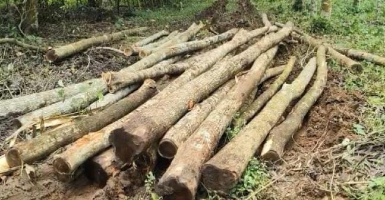 ভালুকায় ৪০ লাখ টাকার গাছ কাটার অভিযোগ, তদন্তে পুলিশ