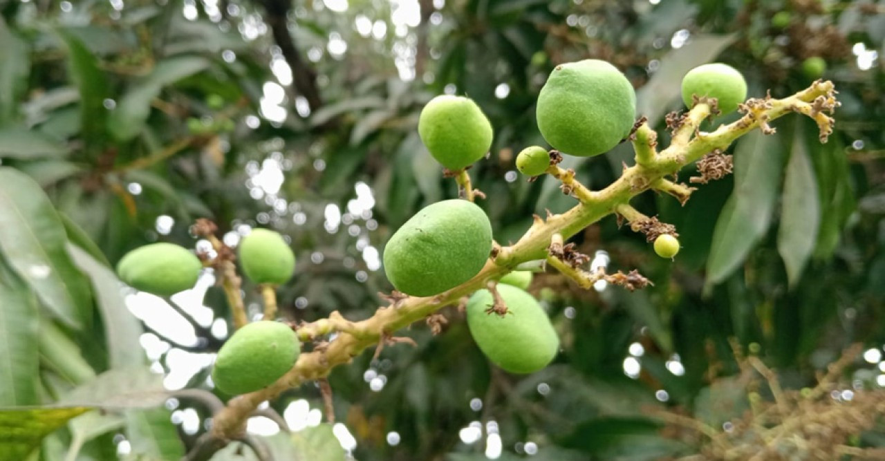 ঝরে পড়লো পোড়া মুকুল, প্রাণ পেলো গুটি