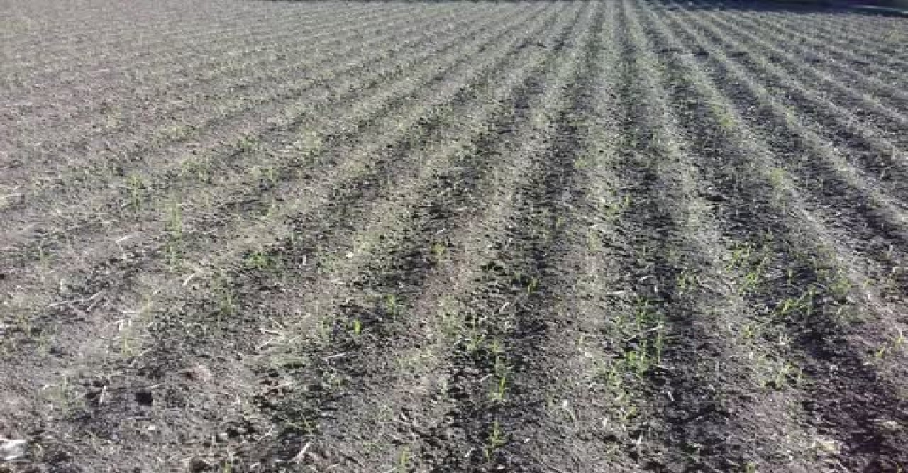 বৈরী আবহাওয়ায় দুশ্চিন্তায় নীলফামারীর আলু চাষিরা