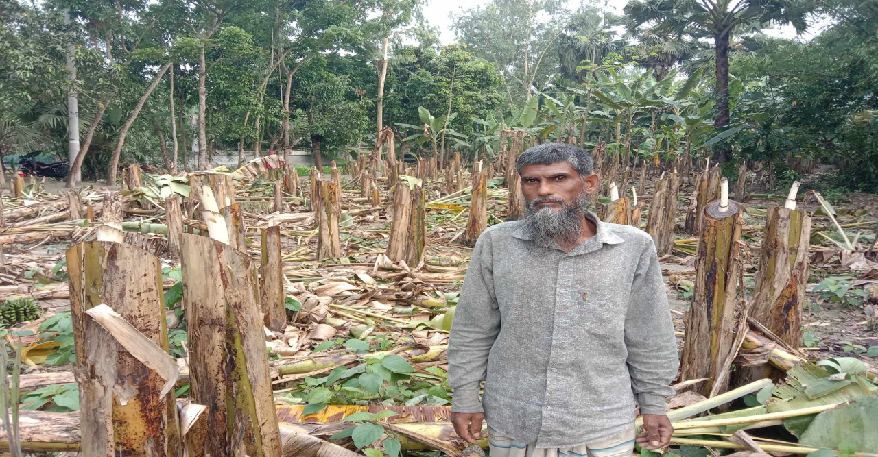 মান্দায় কলা গাছের সাথে এ কেমন শত্রুতা