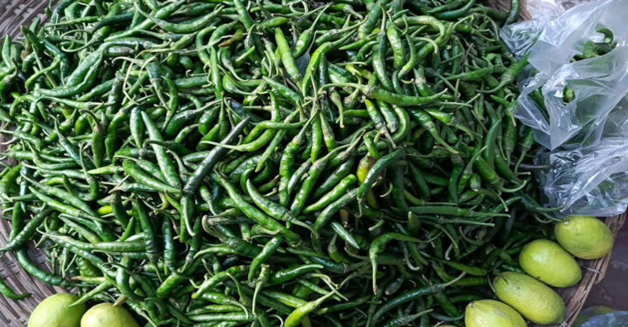 রাজশাহীর তানোরে ৩ দিনে কাঁচা মরিচের দাম বেড়ে ৮০ টাকা থেকে ৩০০ টাকা কেজি