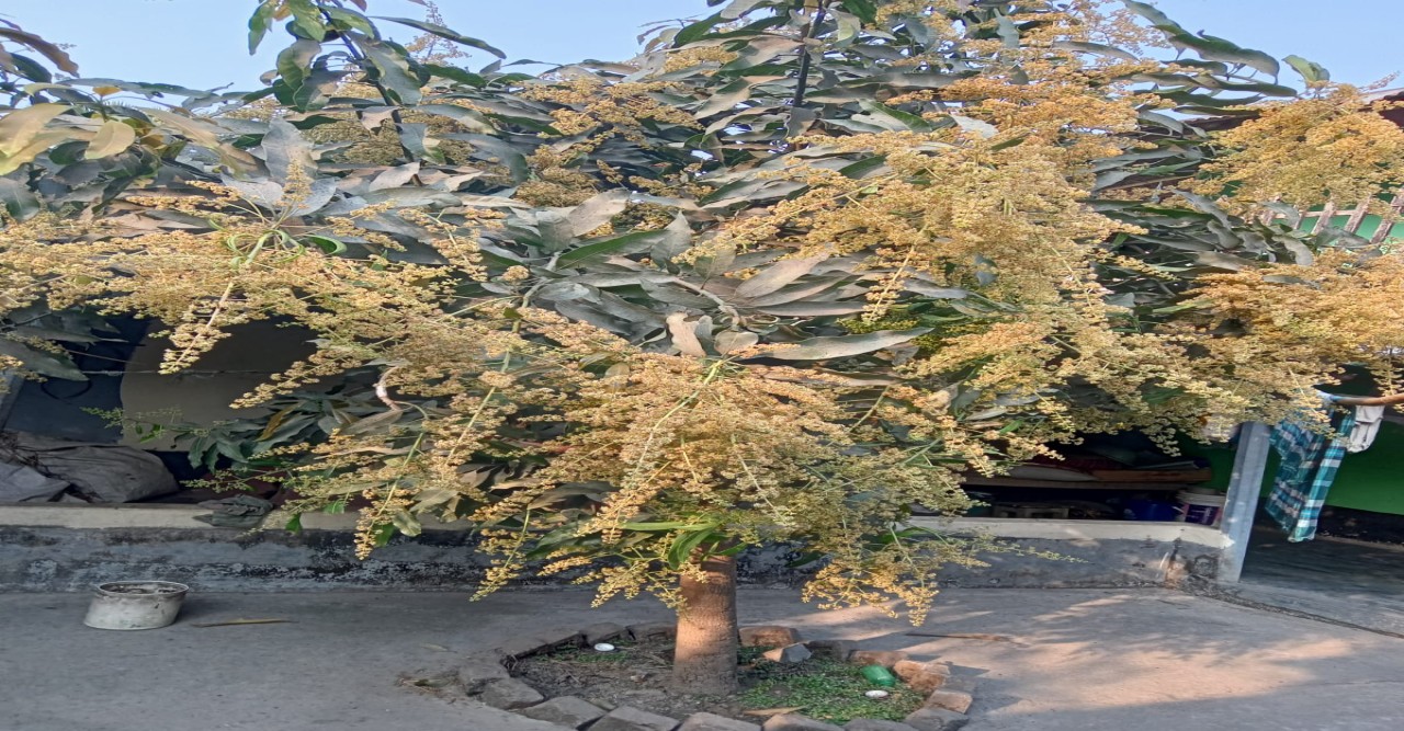 ধামইরহাটে মুকুলে মুকুলে ভরে উঠেছে আম গাছগুলো