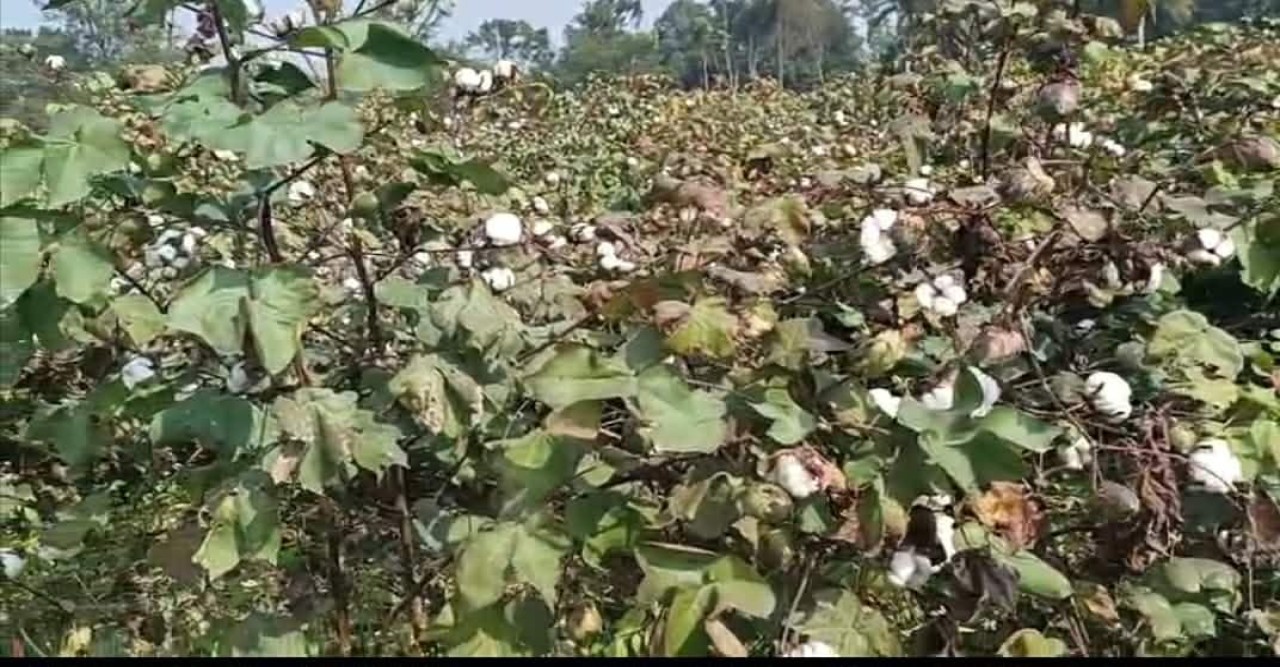 রাজশাহী বাঘায় তুলা চাষে প্রান্তিক কৃষকদের আগ্রহ বৃদ্ধি