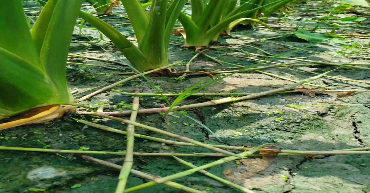 নাটোরে সবজি হিসেবে ব্যাপক হারে বোম্বাই কচু চাষ বাম্পার ফলন