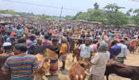সিংড়ায় পশুর হাটে সেনাবাহিনীর অভিযান