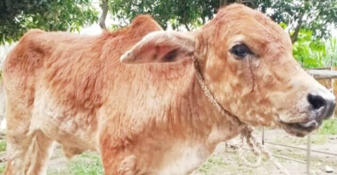 গোমস্তাপুরে গরুর ল্যাম্পি ভাইরাস ছড়িয়ে পড়ছে ক্ষতির মুখে খামারিরা:চাই বিনামূল্যে ভ্যাকসিন
