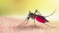 ময়মনসিংহে ডেঙ্গু আক্রান্ত নারীর মৃত্যু